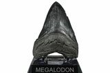 Fossil Megalodon Tooth - South Carolina #360779-2